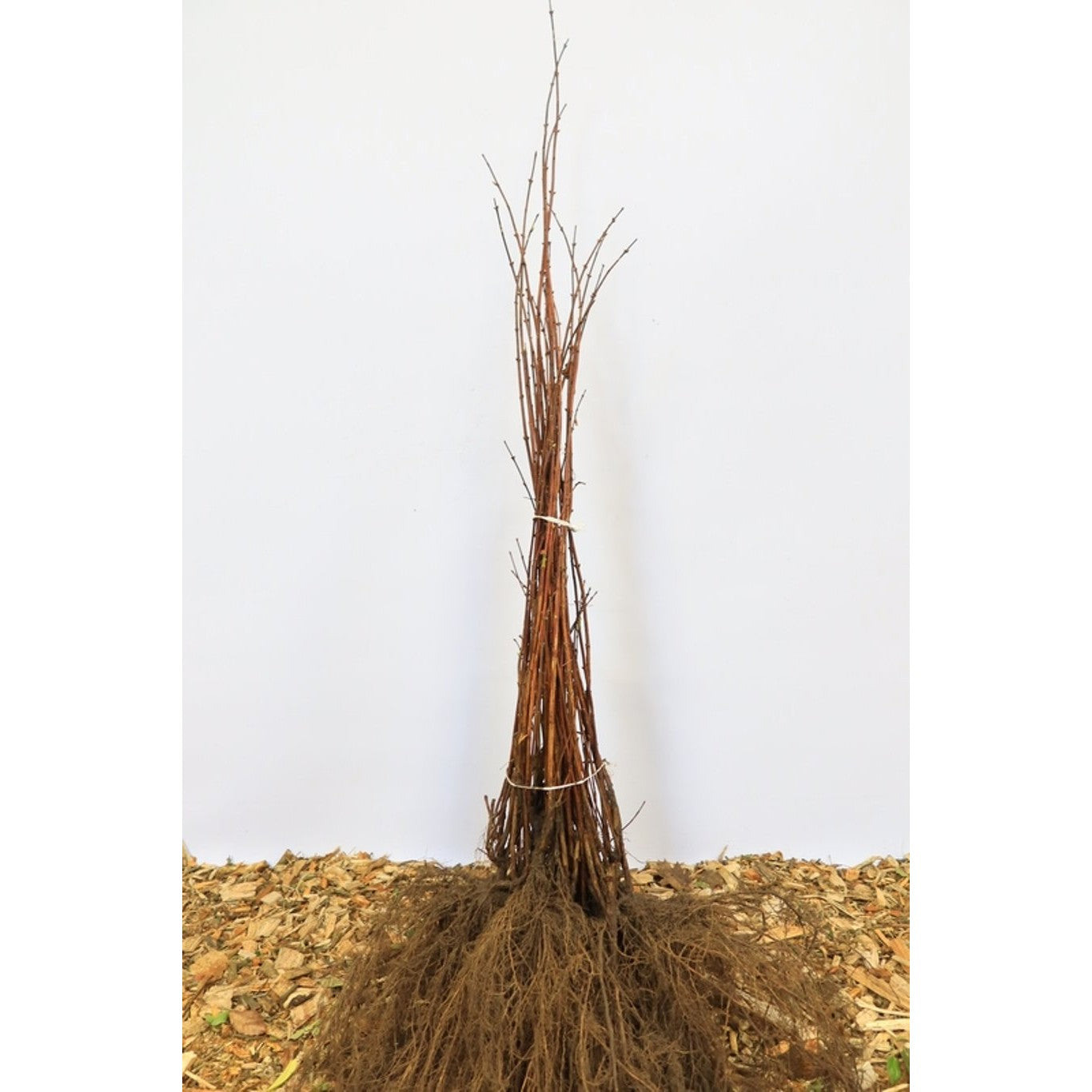Slånspirea – Deutzia scabra - 60-100 CM bare root 0/2 3-4 branche
